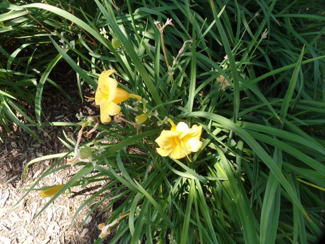 SAMSUNG CAMERA PICTURES