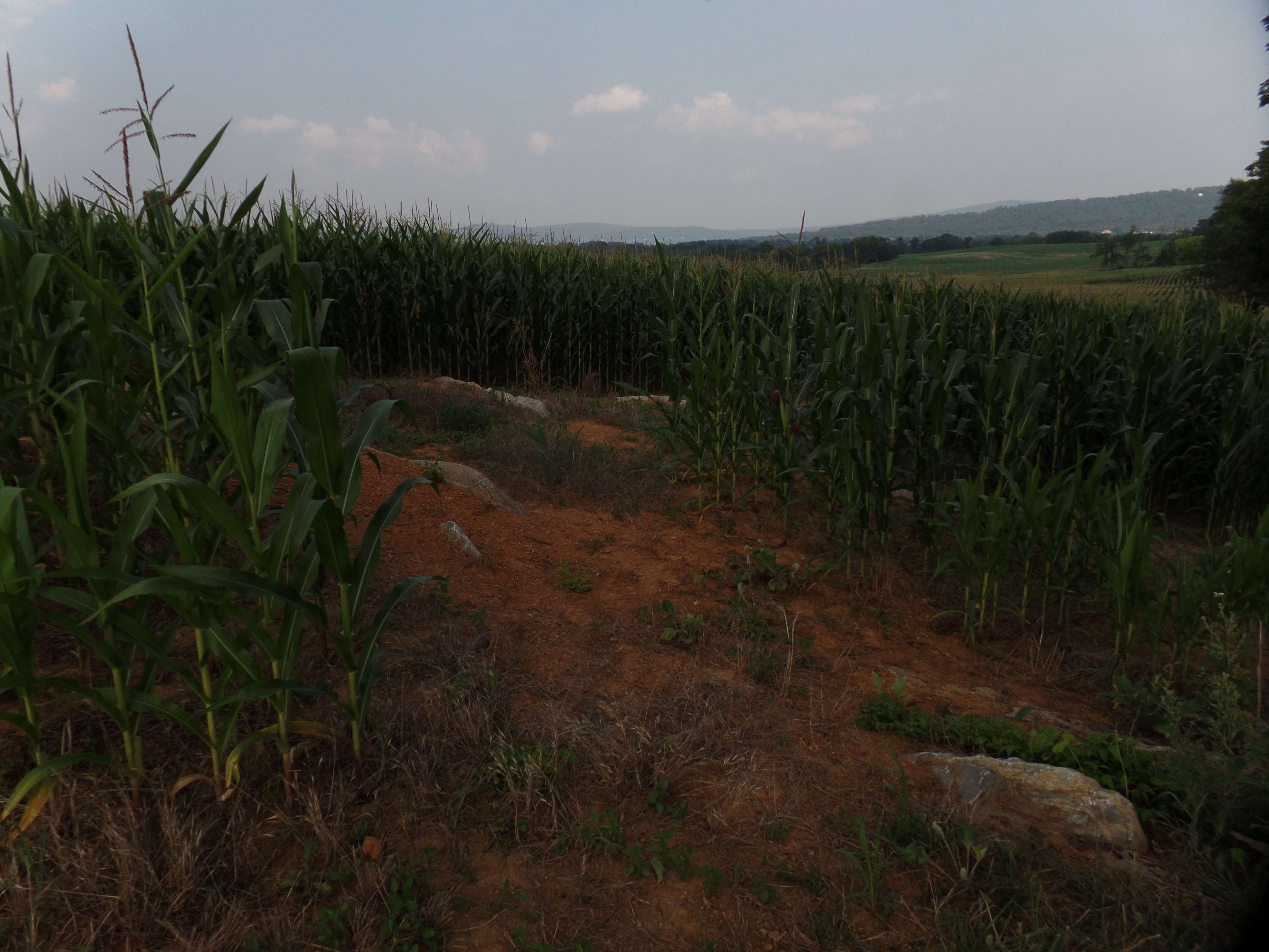 SAMSUNG CAMERA PICTURES