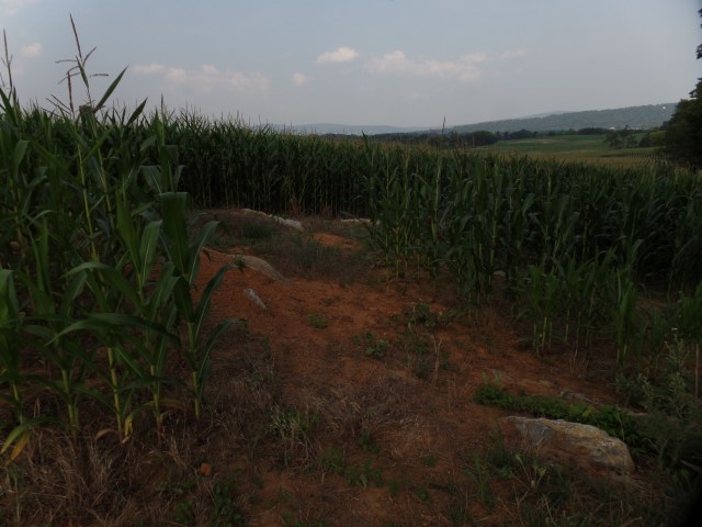 SAMSUNG CAMERA PICTURES