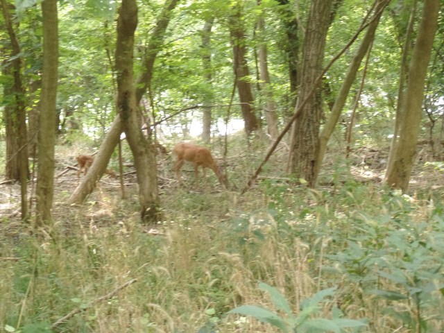 SAMSUNG CAMERA PICTURES