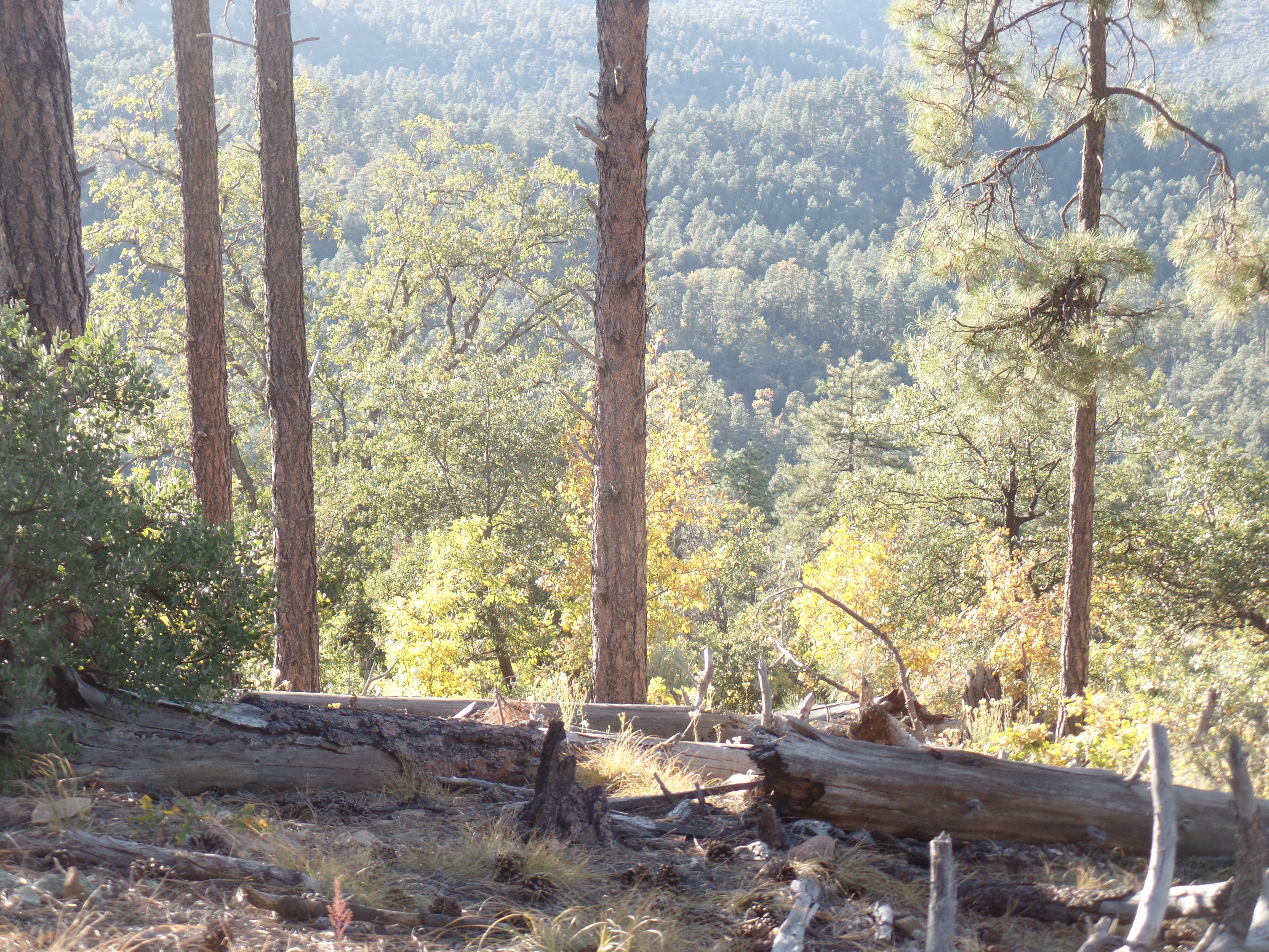 SAMSUNG CAMERA PICTURES