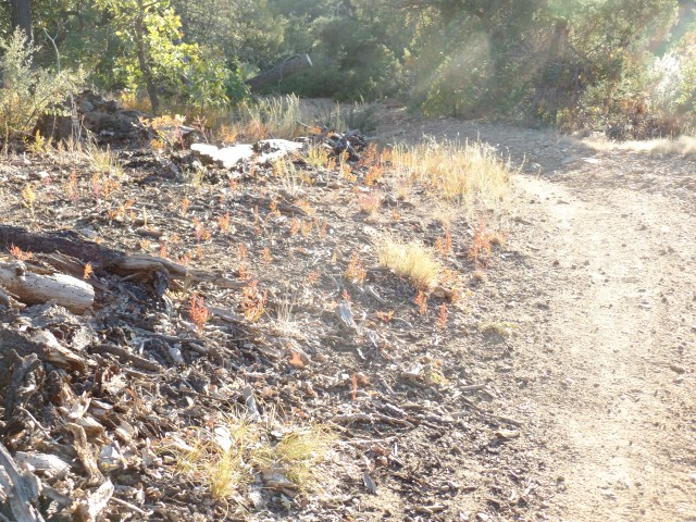 SAMSUNG CAMERA PICTURES