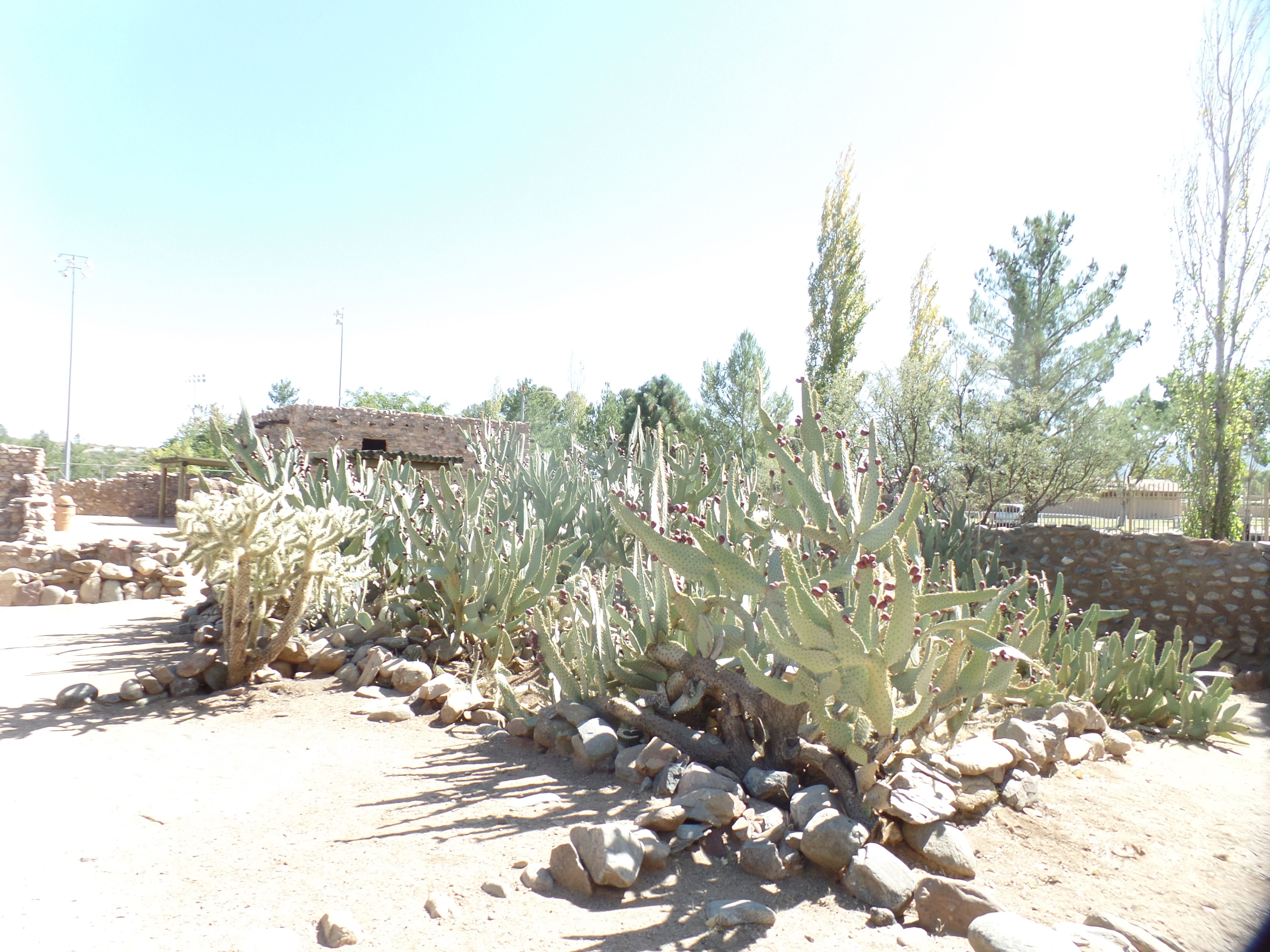 SAMSUNG CAMERA PICTURES