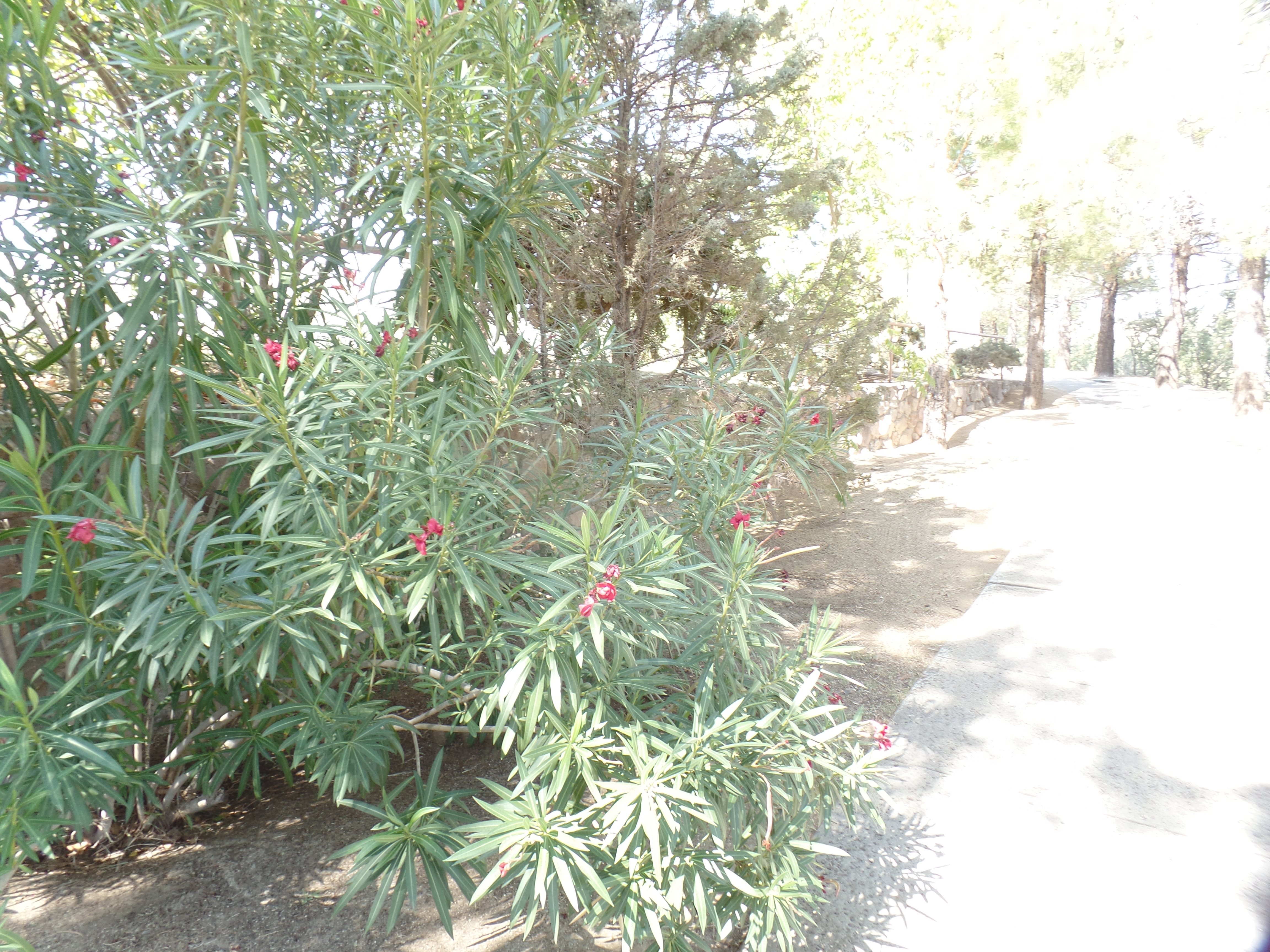 SAMSUNG CAMERA PICTURES