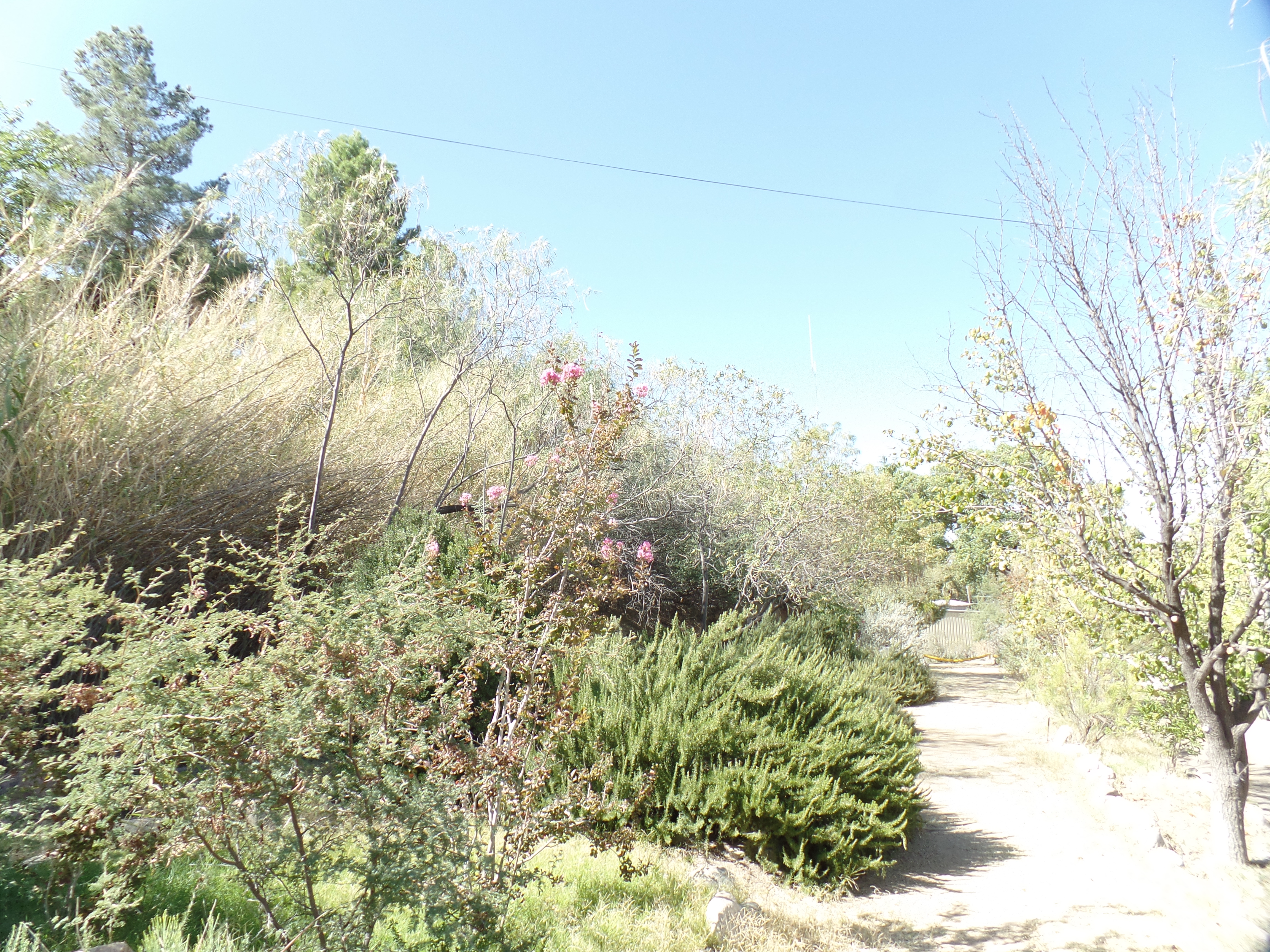 SAMSUNG CAMERA PICTURES