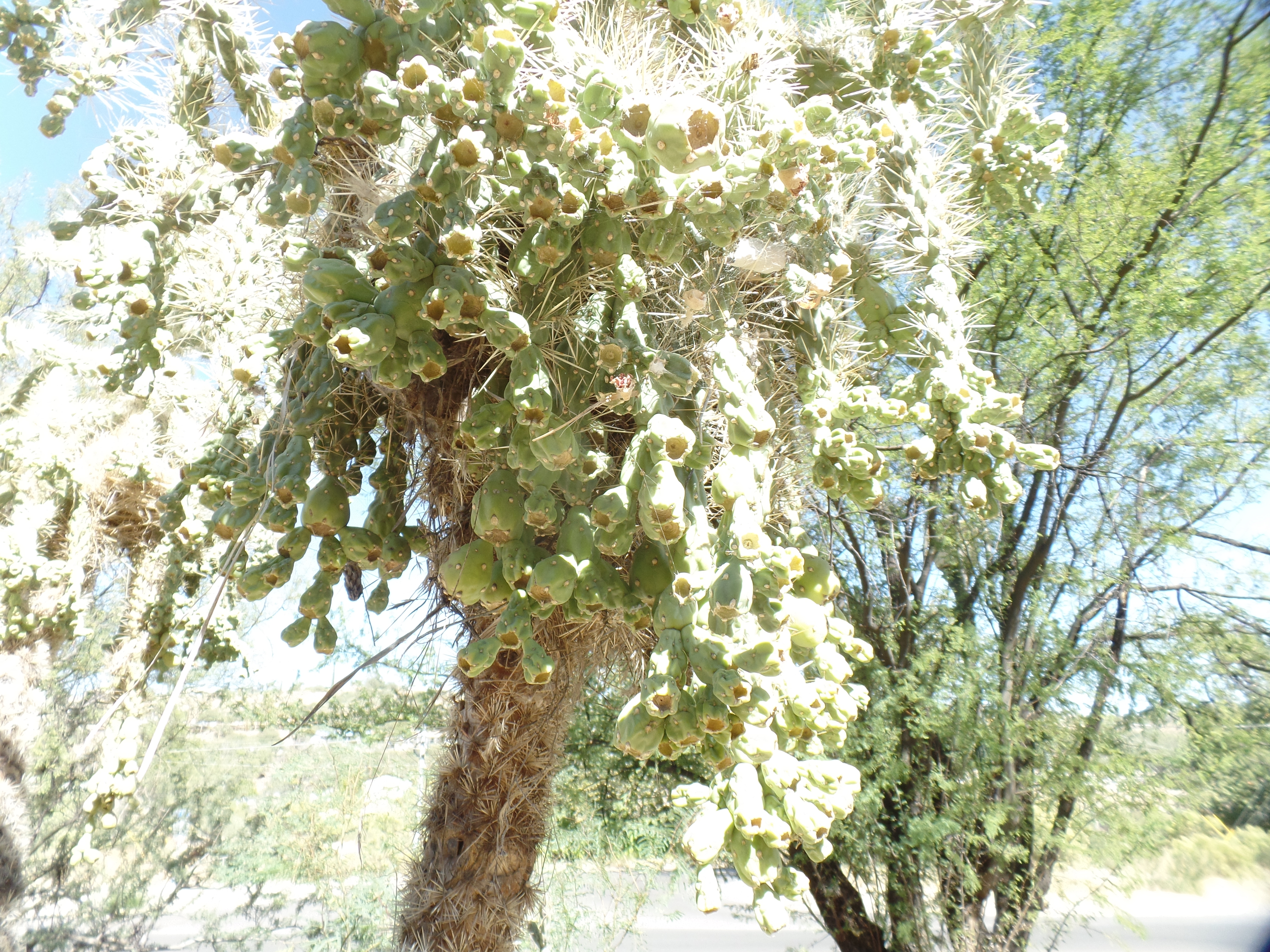 SAMSUNG CAMERA PICTURES