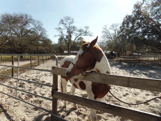 SAMSUNG CAMERA PICTURES