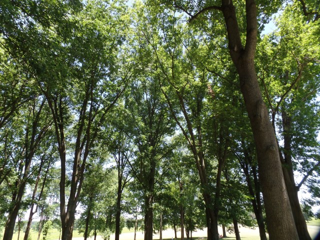 SAMSUNG CAMERA PICTURES