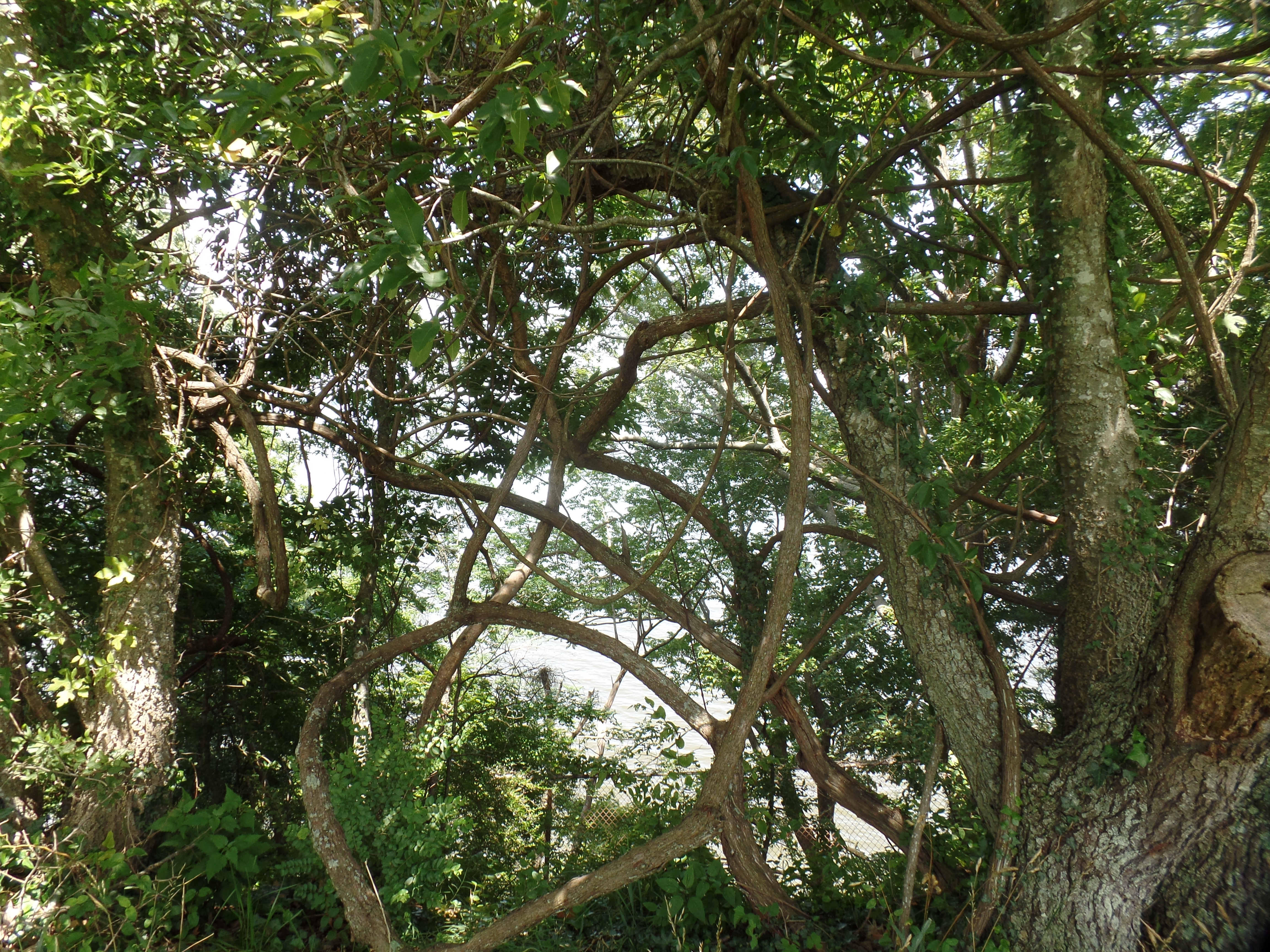 SAMSUNG CAMERA PICTURES