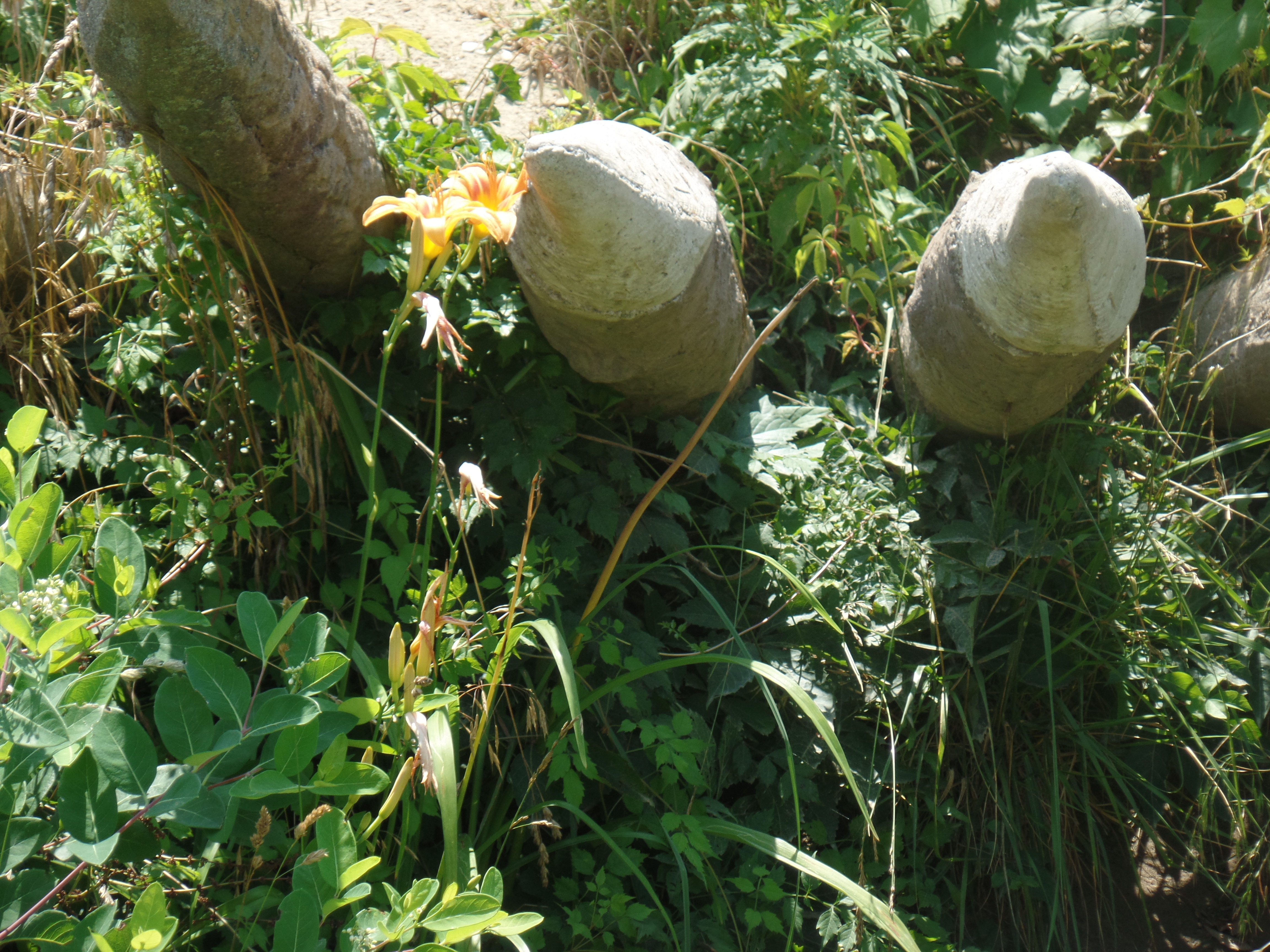 SAMSUNG CAMERA PICTURES