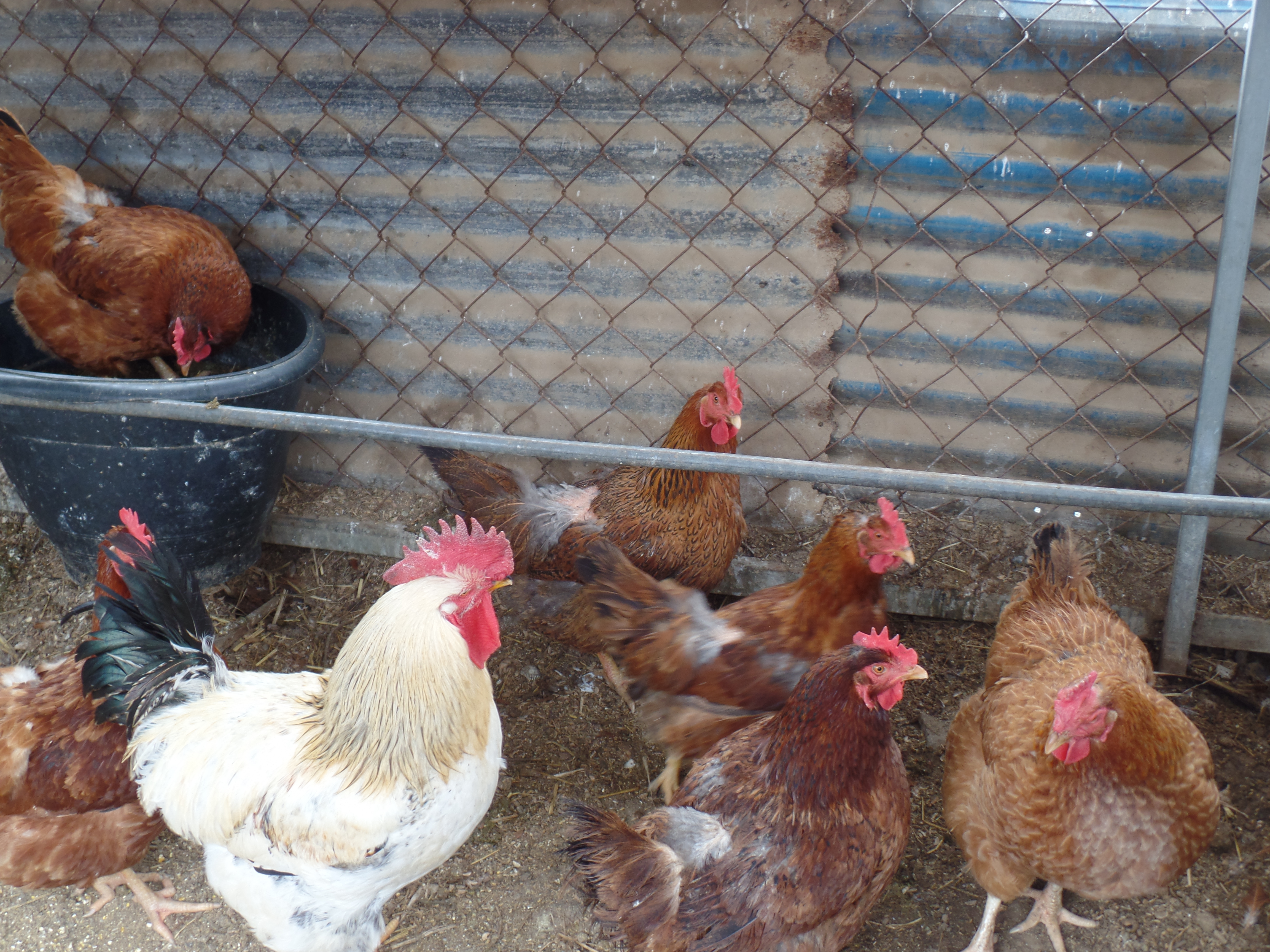 SAMSUNG CAMERA PICTURES