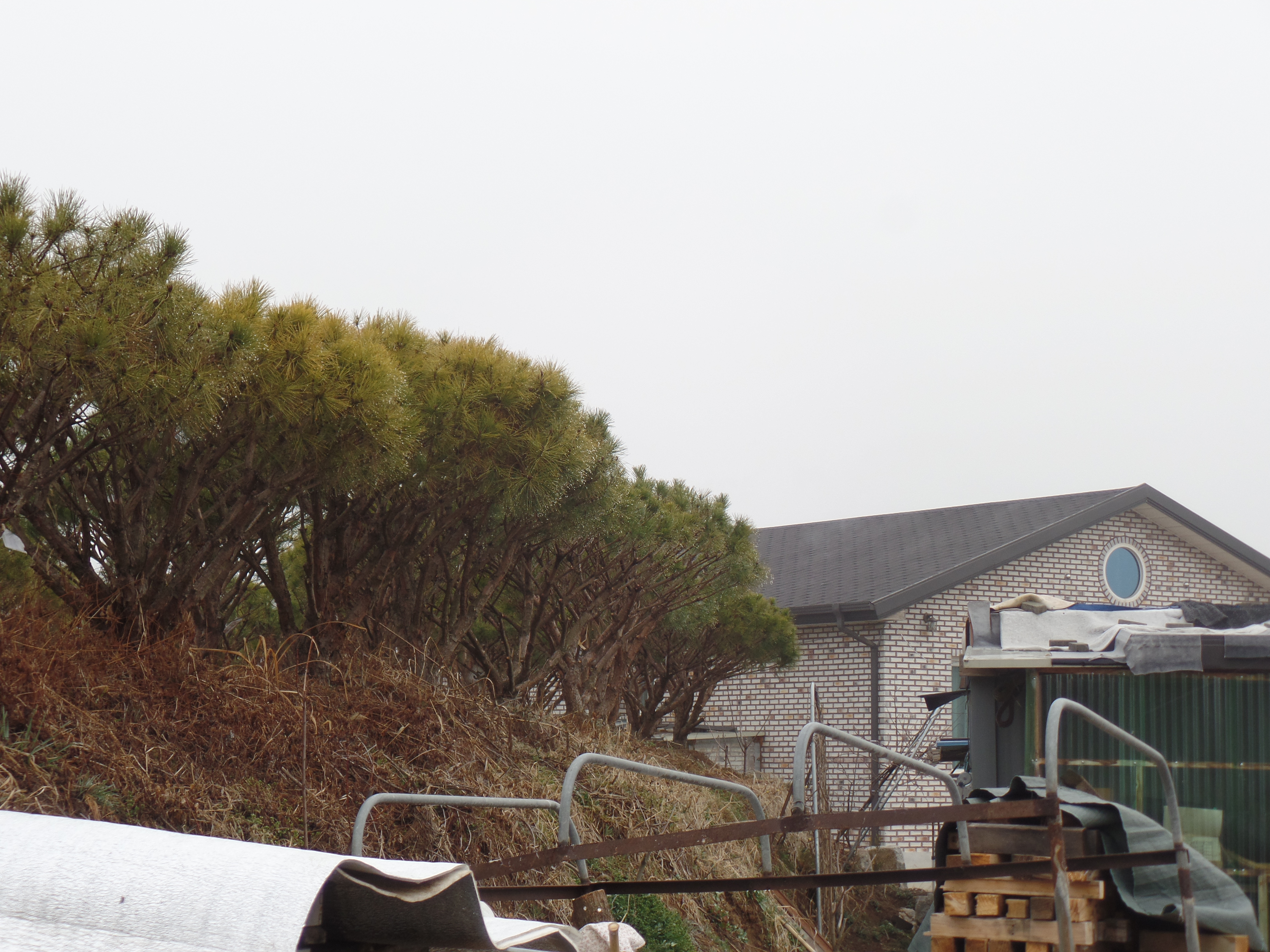 SAMSUNG CAMERA PICTURES