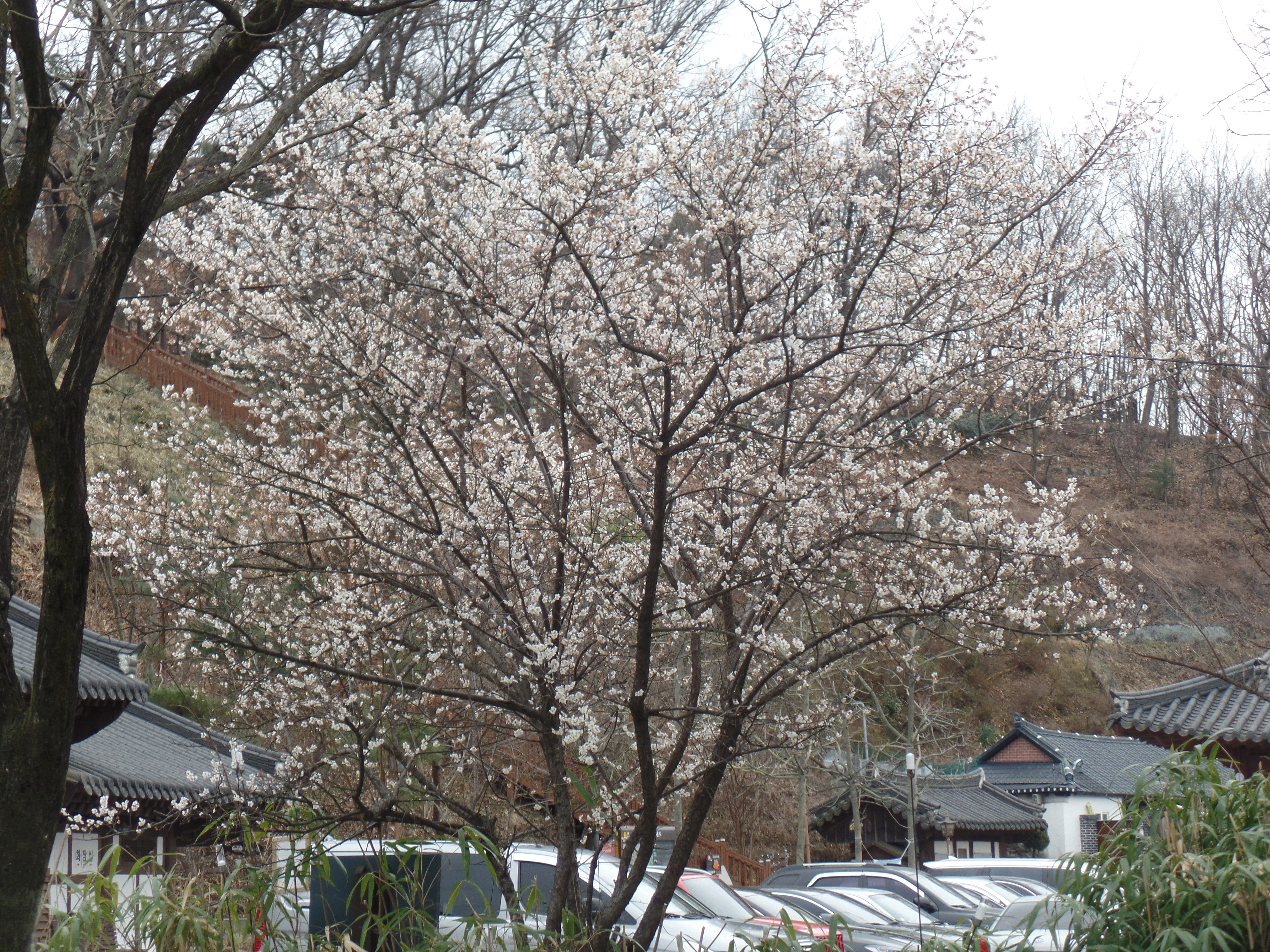 SAMSUNG CAMERA PICTURES