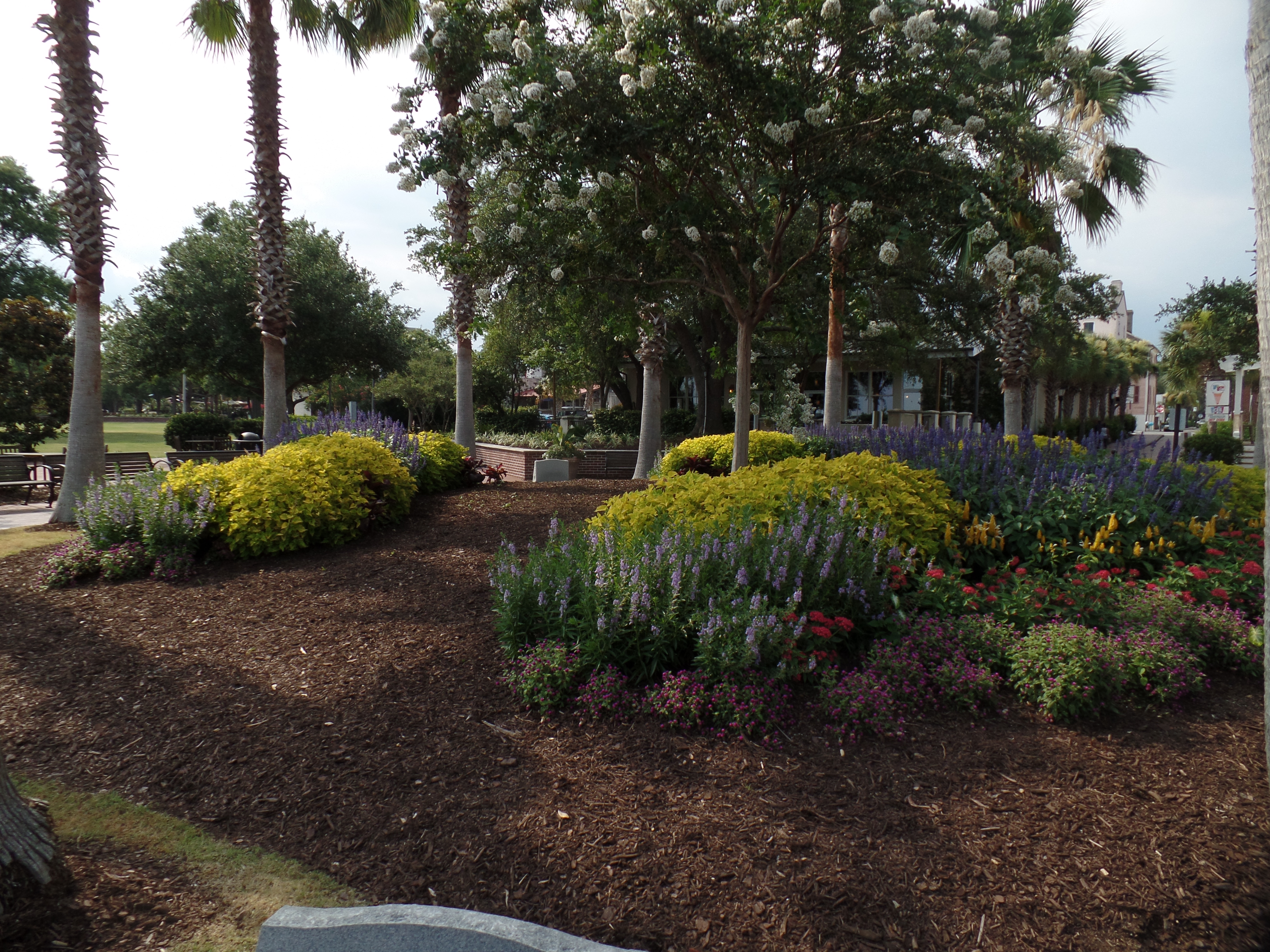 SAMSUNG CAMERA PICTURES