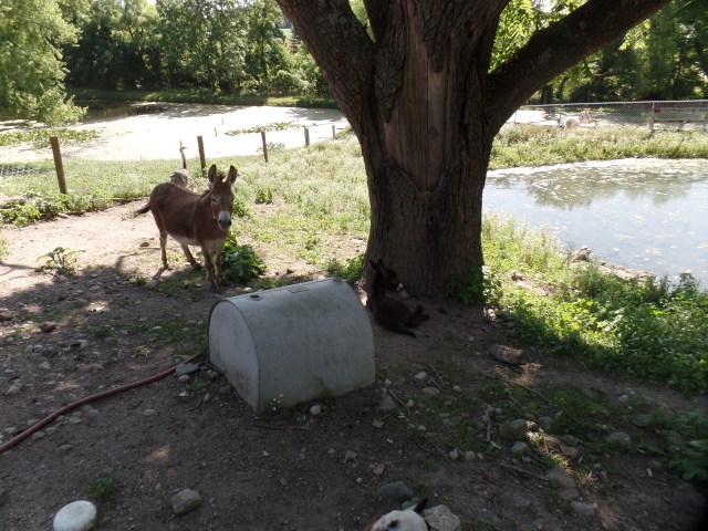 SAMSUNG CAMERA PICTURES