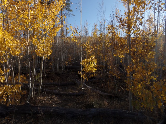 SAMSUNG CAMERA PICTURES